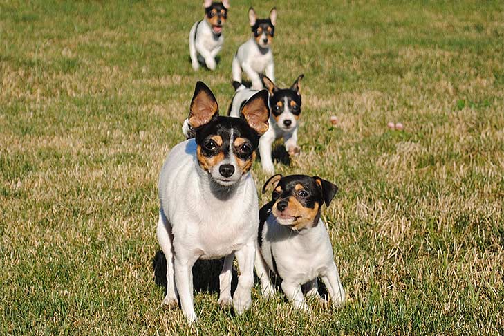 toy fox terrier puppies for sale near me